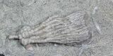 Multiple Dizygocrinus Crinoid Fossil - Warsaw Formation, Illinois #45566-2